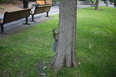 Original Squirrel on a Tree