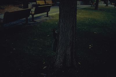 Polaroided Squirrel on a Tree